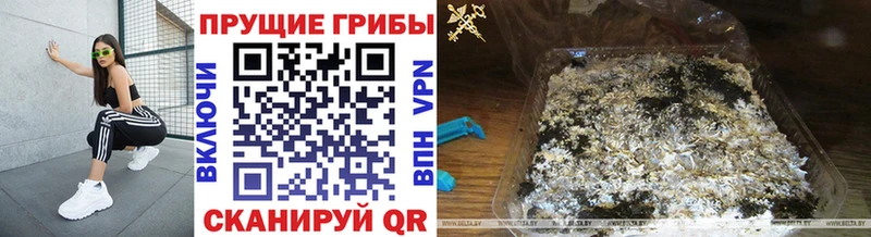 Псилоцибиновые грибы Psilocybine cubensis Кинешма